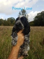 Penny Lane