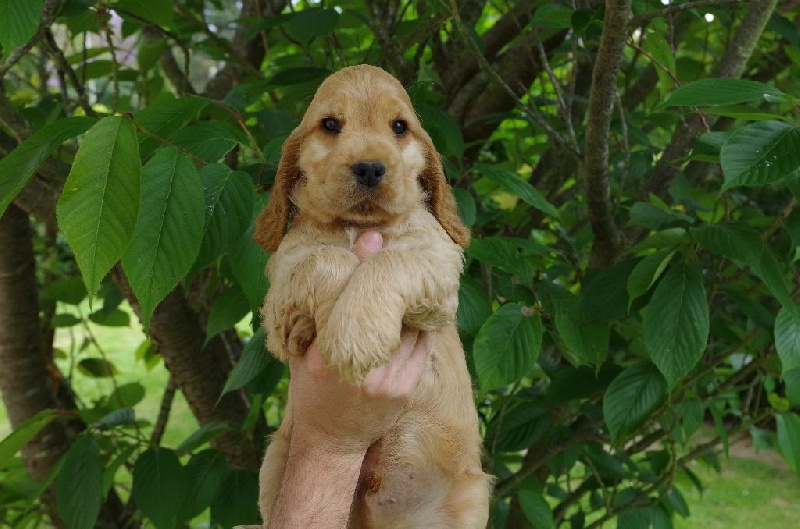 Accueil - Elevage Du Domaine De Diane - eleveur de chiens Cocker Spaniel  Anglais