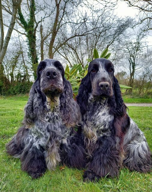 Accueil - Elevage Du Domaine De Diane - eleveur de chiens Cocker Spaniel  Anglais