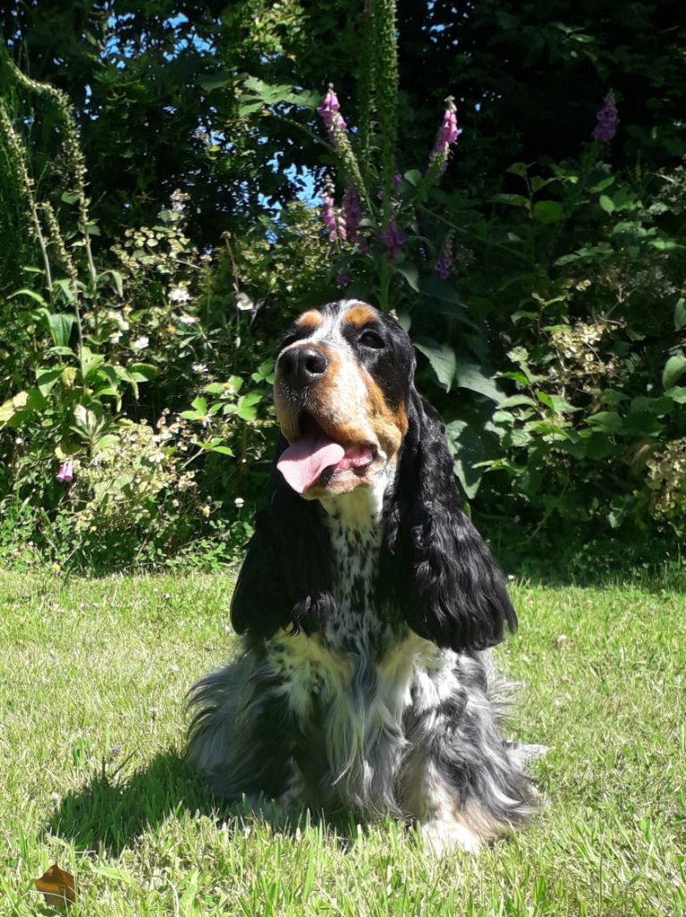 Accueil - Elevage Du Domaine De Diane - eleveur de chiens Cocker Spaniel  Anglais