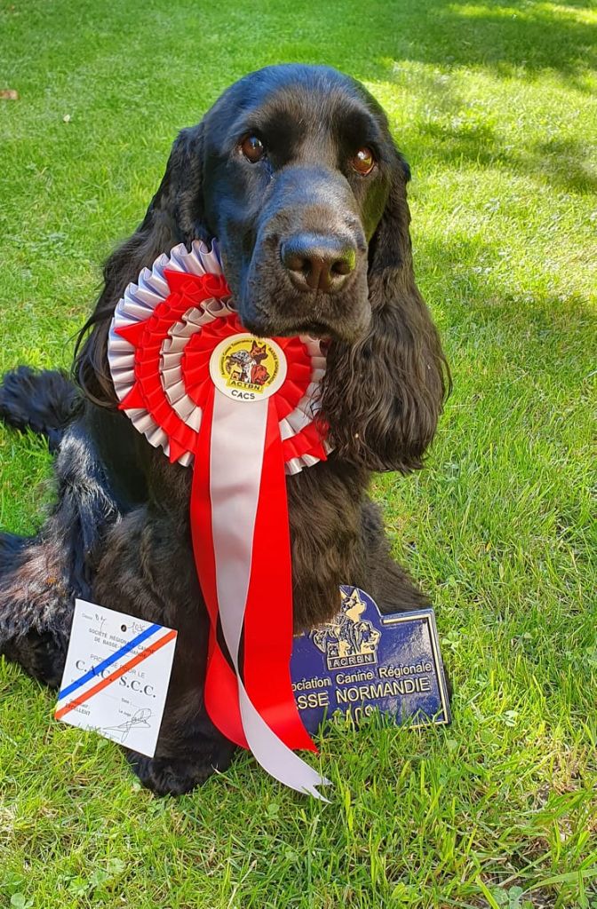 Accueil - Elevage Du Domaine De Diane - eleveur de chiens Cocker Spaniel  Anglais