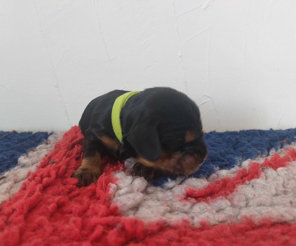 Du Domaine De Diane - Chiots disponibles - Cocker Spaniel Anglais