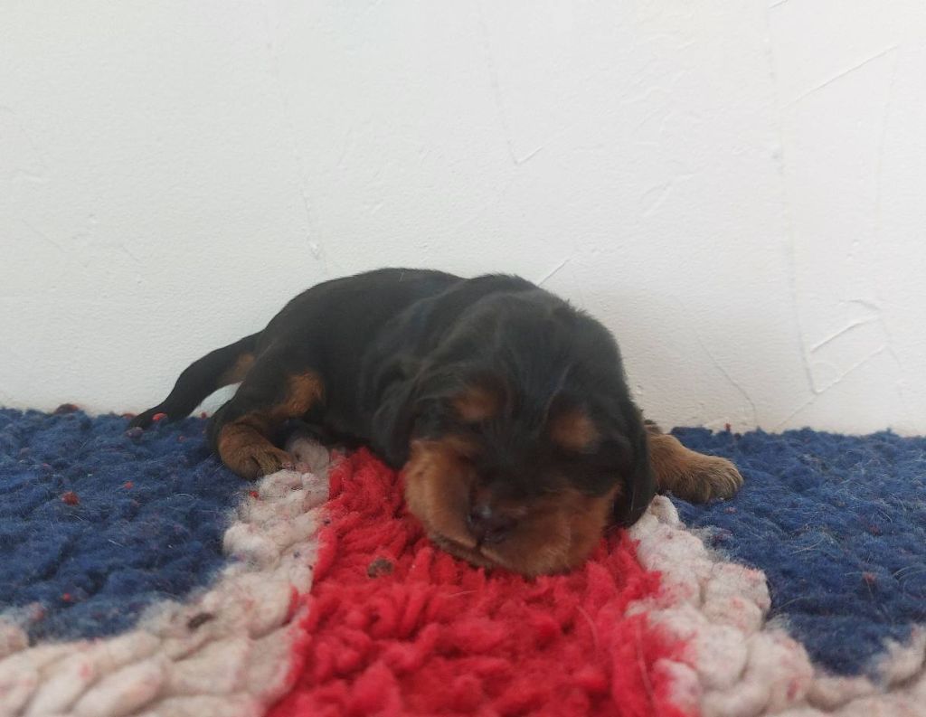 Du Domaine De Diane - Chiots disponibles - Cocker Spaniel Anglais