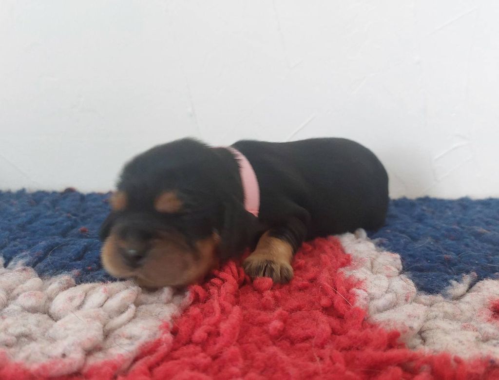 Du Domaine De Diane - Chiots disponibles - Cocker Spaniel Anglais