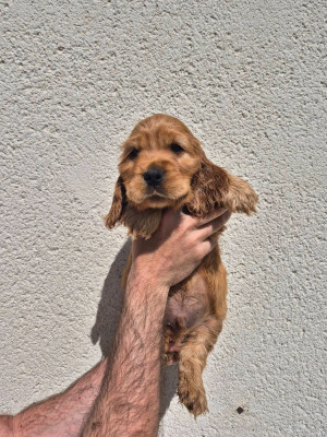 Bowie