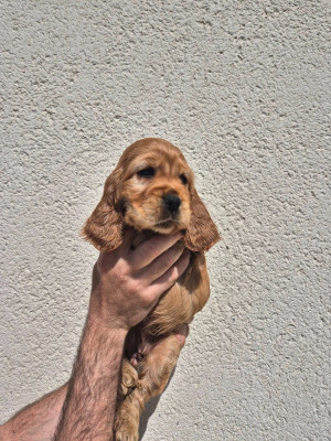 Bella