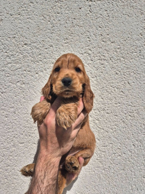Buddy
