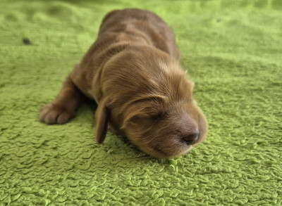 Chiot N°1