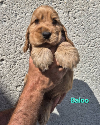 Baloo