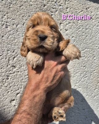 B'Charlie
