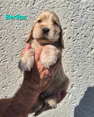 Berlioz