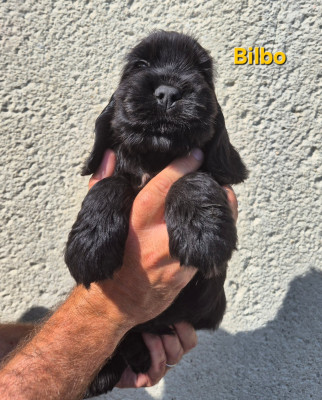 Bilbo