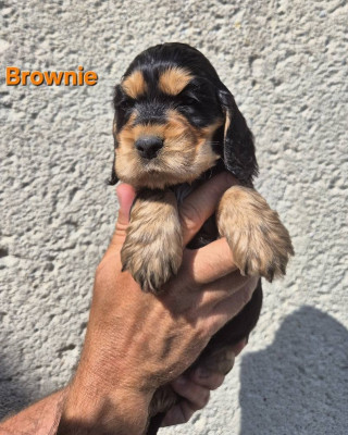 Brownie