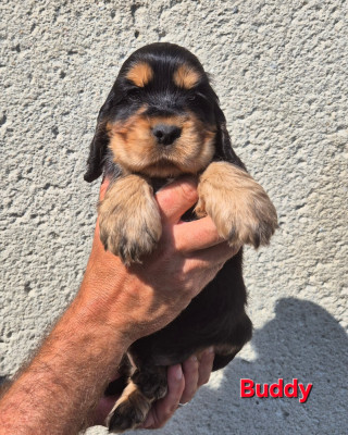 Buddy