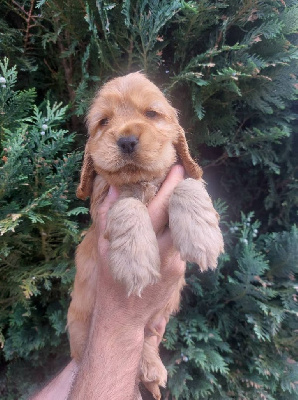 Albus